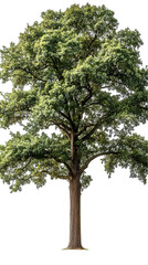 Full Frame Isolated Tree Illustration, Green Foliage, Nature Graphic, Isolated Background