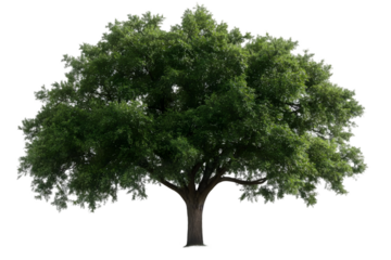 Full Isolated Green Tree Illustration Background Image
