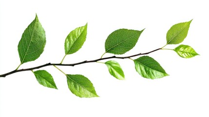 Fototapeta premium Dancing leaves isolated on white background