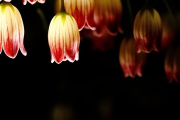 可愛く咲いているサラサドウダン