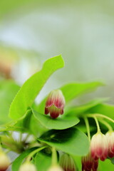 可愛く咲いているサラサドウダン