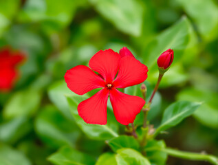 close-up of a vibrant red flower in full bloom