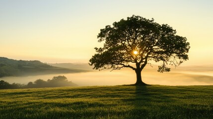 Obraz premium A solitary tree silhouetted against a beautiful golden morning sky