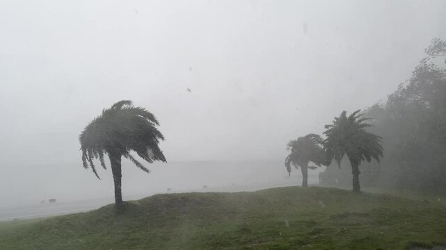 Major Hurricane Eyewall Sheets Of Rain Fly Past Palm Trees - Haikui