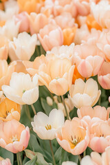 Close up of beautiful vibrant tulip bunch blossoms in the fields cheerful sight in the spring National tulip day ai generated 