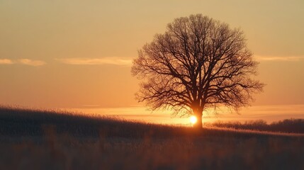A solitary tree silhouetted against the orange of the sunset