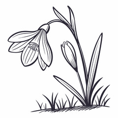 branch of a tree with  snowdrops 