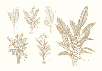 Hand Drawn Heliconia Set Tropical Botanical Elements
