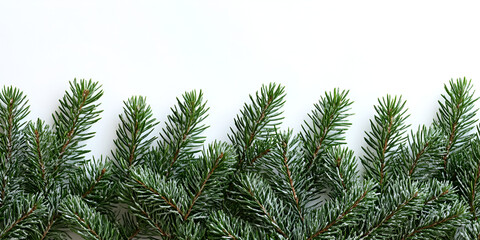 Naklejka premium Green pine tree branches, isolated fir twigs perfect for xmas holiday decoration