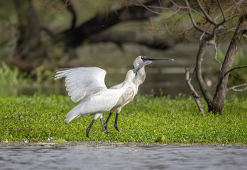 A young royal spoonbill makes a nuisance of itself as it tries to persuade its mother to provide it with some food on the bank of a pond in Arundel wetlands on the Gold Coast in Queensland, Australia.