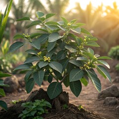 Healthy Green Withania Somnifera Plant, Ashwagandha, Growing in Natural Garden, Vibrant Green Leaves, Medicinal Herb, Herbal Plant, Organic Farming, Early Stages of Growth, Sunlight and Fresh Soil