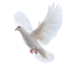 Dove midair rest png elegant bird still in air png peaceful white bird png grace symbol png transparent background image