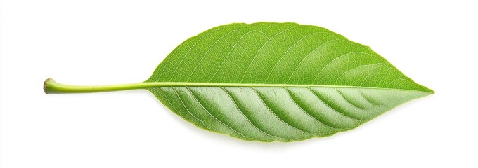 Obraz premium Fresh Green Leaf Isolated Closeup
