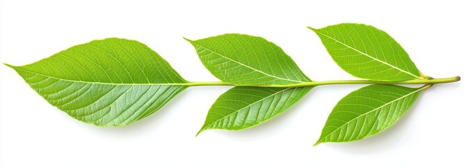 Fototapeta premium Fresh Leaves on Stem Natural View