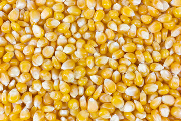 A close-up shot showcases a dense pile of vibrant yellow corn kernels, filling the frame entirely. 