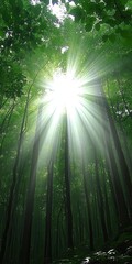 Sunlight Piercing the Forest Canopy