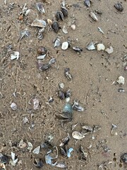sand with shells, beach, beach element
