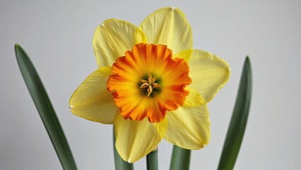 A yellow flower with orange petals is the main focus of the image. The flower is surrounded by green leaves, which add a touch of color and contrast to the scene