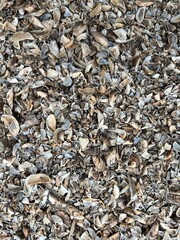 beach, shell beach, shell background, shell rock background
