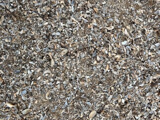 beach, shell beach, shell background, shell rock background
