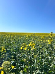 Obraz premium flowering plant, rapeseed, blossom, spring, blooming rapeseed, yellow rapeseed flowers, yellow rapeseed field 