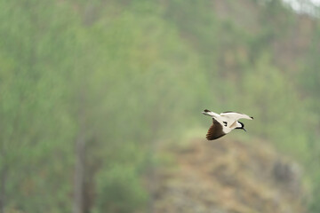 river lapwing in flight