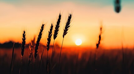 Silhouette of wheat stalks against a beautiful warm sunset