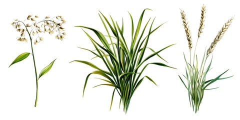 Illustration Of Assorted Plants With Transparent Background