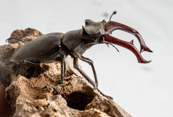 A stag beetle (Lucanus cervus) sits on a piece of rotten wood