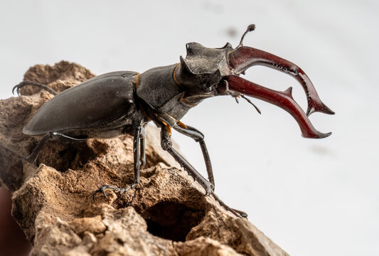 A stag beetle (Lucanus cervus) sits on a piece of rotten wood