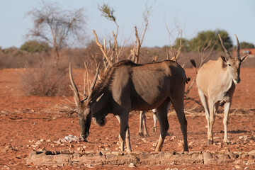 Elenantilope in der Kalahari bei einem Wasserloch im roten Sand
