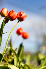 Red tulip in the garden.