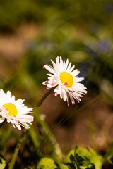 Pink and white flowers close-up in the garden