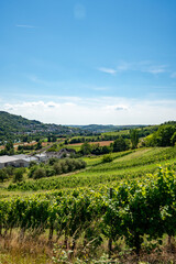 モーゼル川沿いのぶどう畑と丘の家々