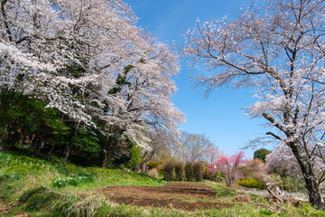 桜と花桃