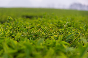 tea tree leaves field young tender bud herbal Green tea tree