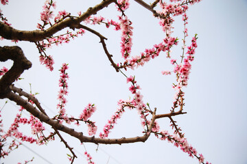In full bloom in the peach blossom