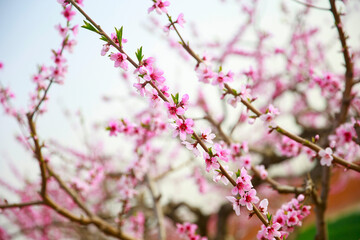 In full bloom in the peach blossom