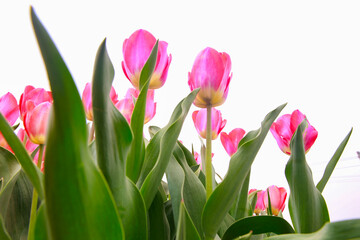 Spring blooming tulip field. Flowers tulips,  Spring floral background.