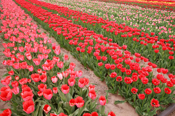 Spring blooming tulip field. Flowers tulips,  Spring floral background.