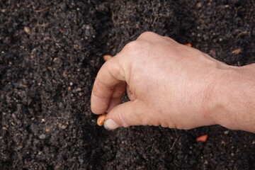 Farmer sowing peanuts in fertile soil for a bountiful harvest