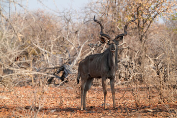 Kudu in der Wildnis von Etosha 