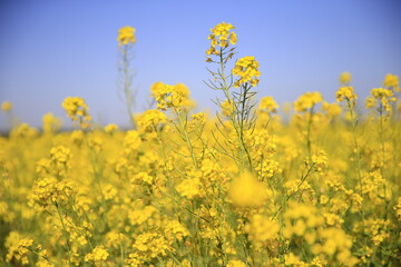 Yellow rape flower bloom in the farm