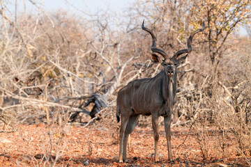Kudu in der Wildnis von Etosha 