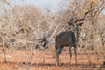 Kudu in der Wildnis von Etosha 