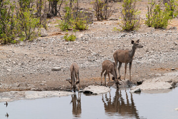 Kudu in der Wildnis von Etosha an einem Wasserloch