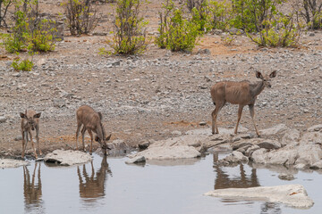 Kuduherde an einem Wasserloch in Etosha