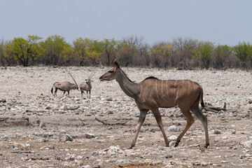 Kudu-Kuh in der Wildnis von Etosha mit Oryx im Hintergrund