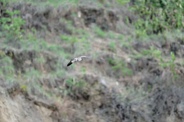 Bird in flight