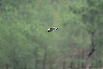 Bird in flight